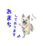 Dog-mei3（個別スタンプ：5）