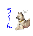 Dog-mei3（個別スタンプ：9）