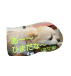 MIX犬のチョコちゃんだよ～！第2弾（個別スタンプ：2）