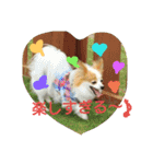MIX犬のチョコちゃんだよ～！第2弾（個別スタンプ：3）