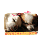 MIX犬のチョコちゃんだよ～！第2弾（個別スタンプ：5）