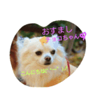 MIX犬のチョコちゃんだよ～！第2弾（個別スタンプ：6）