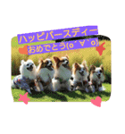 MIX犬のチョコちゃんだよ～！第2弾（個別スタンプ：7）