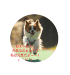 MIX犬のチョコちゃんだよ～！第2弾（個別スタンプ：9）
