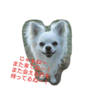 MIX犬のチョコちゃんだよ～！第2弾（個別スタンプ：11）