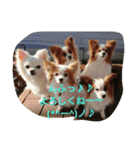MIX犬のチョコちゃんだよ～！第2弾（個別スタンプ：12）