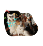 MIX犬のチョコちゃんだよ～！第2弾（個別スタンプ：13）