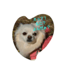 MIX犬のチョコちゃんだよ～！第2弾（個別スタンプ：14）