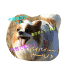 MIX犬のチョコちゃんだよ～！第2弾（個別スタンプ：15）