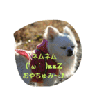 MIX犬のチョコちゃんだよ～！第2弾（個別スタンプ：16）