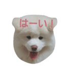 秋田犬はるふゆ（個別スタンプ：2）