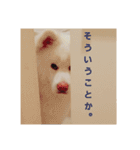 秋田犬はるふゆ（個別スタンプ：7）