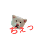 秋田犬はるふゆ（個別スタンプ：19）