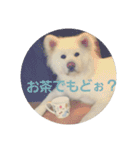 秋田犬はるふゆ（個別スタンプ：24）