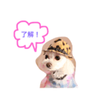 愛犬しいちゃん（個別スタンプ：1）