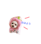 愛犬しいちゃん（個別スタンプ：2）