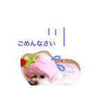 愛犬しいちゃん（個別スタンプ：3）