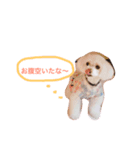 愛犬しいちゃん（個別スタンプ：5）