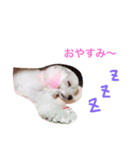 愛犬しいちゃん（個別スタンプ：6）