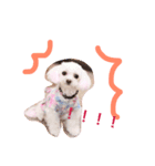 愛犬しいちゃん（個別スタンプ：8）