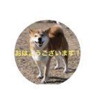 3柴犬 コロ・ココ・ロロ norinoripiiii（個別スタンプ：2）