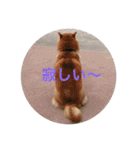 3柴犬 コロ・ココ・ロロ norinoripiiii（個別スタンプ：12）