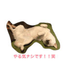 3柴犬 コロ・ココ・ロロ norinoripiiii（個別スタンプ：21）