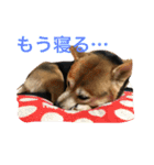 豆柴 マコの日常（個別スタンプ：2）
