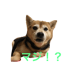 豆柴 マコの日常（個別スタンプ：3）