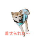 豆柴 マコの日常（個別スタンプ：4）