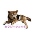 豆柴 マコの日常（個別スタンプ：5）