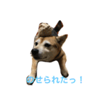 豆柴 マコの日常（個別スタンプ：6）