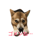 豆柴 マコの日常（個別スタンプ：7）