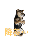 豆柴 マコの日常（個別スタンプ：9）