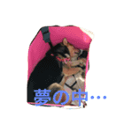 豆柴 マコの日常（個別スタンプ：11）