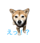 豆柴 マコの日常（個別スタンプ：12）