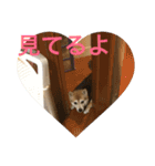 豆柴 マコの日常（個別スタンプ：13）
