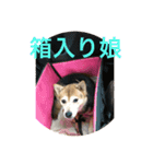 豆柴 マコの日常（個別スタンプ：14）