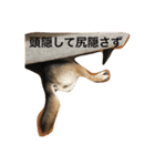 豆柴 マコの日常（個別スタンプ：15）