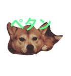 豆柴 マコの日常（個別スタンプ：16）