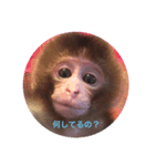 お猿の花ちゃん（個別スタンプ：1）