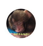 お猿の花ちゃん（個別スタンプ：2）