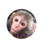 お猿の花ちゃん（個別スタンプ：3）