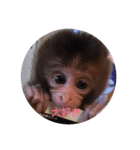 お猿の花ちゃん（個別スタンプ：5）