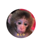 お猿の花ちゃん（個別スタンプ：7）
