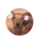 うちのだっくす（個別スタンプ：1）