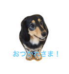 SAKURA  DACHSHUND（個別スタンプ：6）