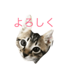 猫トラスタンプ（個別スタンプ：1）