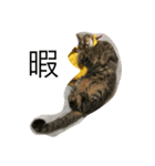 猫トラスタンプ（個別スタンプ：2）