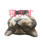 猫トラスタンプ（個別スタンプ：3）